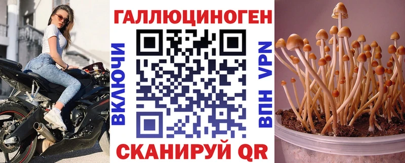 Купить  Приозерск  Галлюциногенные грибы Cubensis 